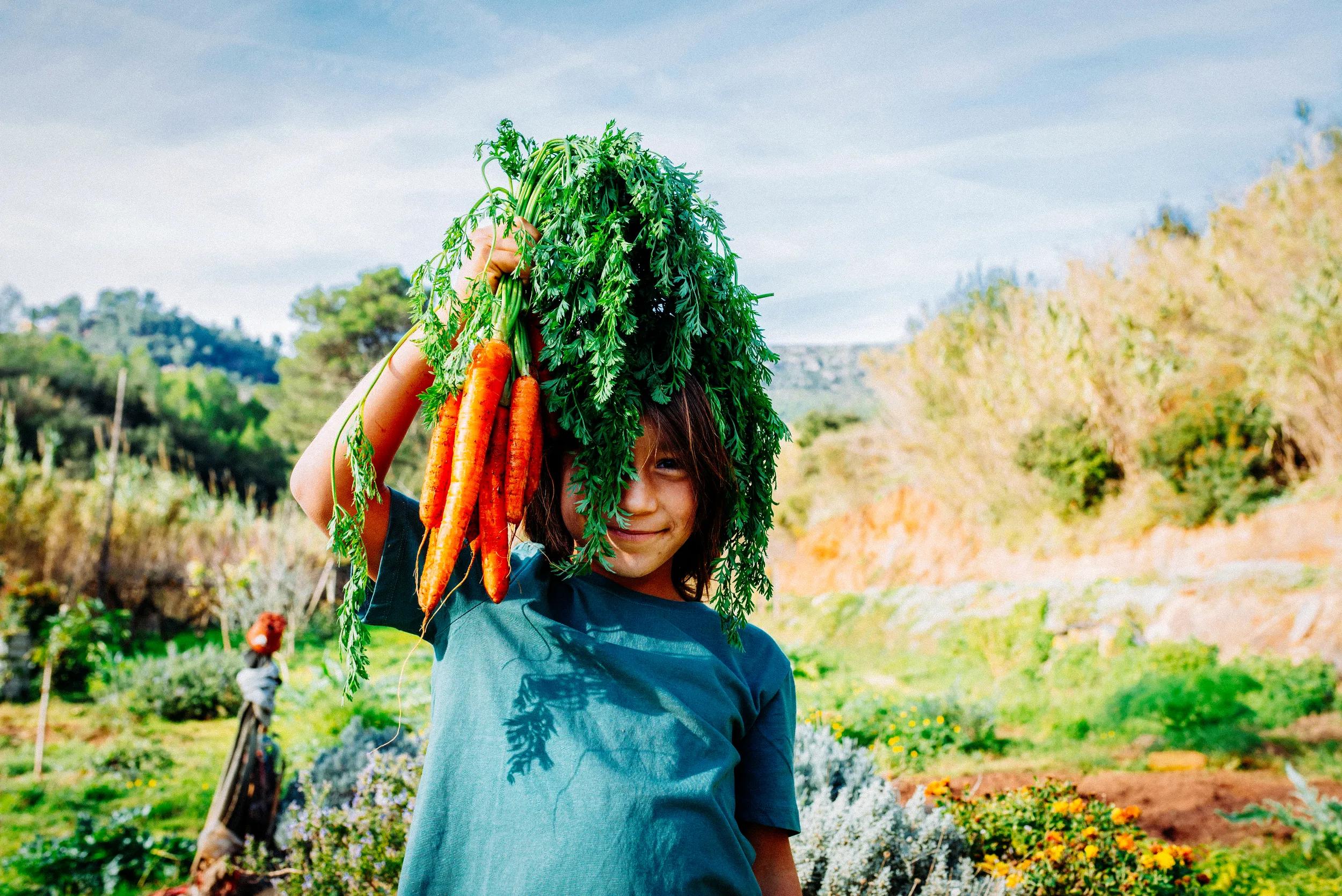 Boy standing in vegetable garden, holding a bunch of carrots