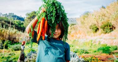 Boy standing in vegetable garden, holding a bunch of carrots