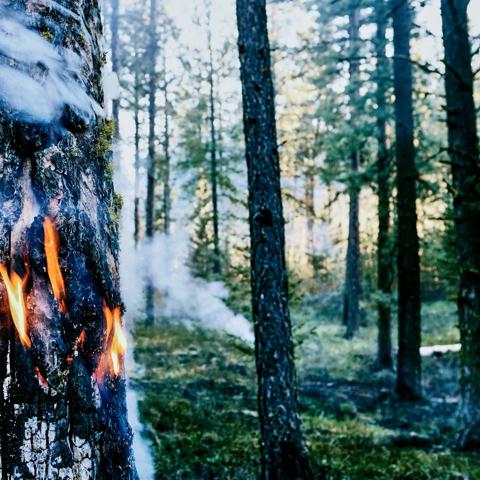 Draught, wildlife fires