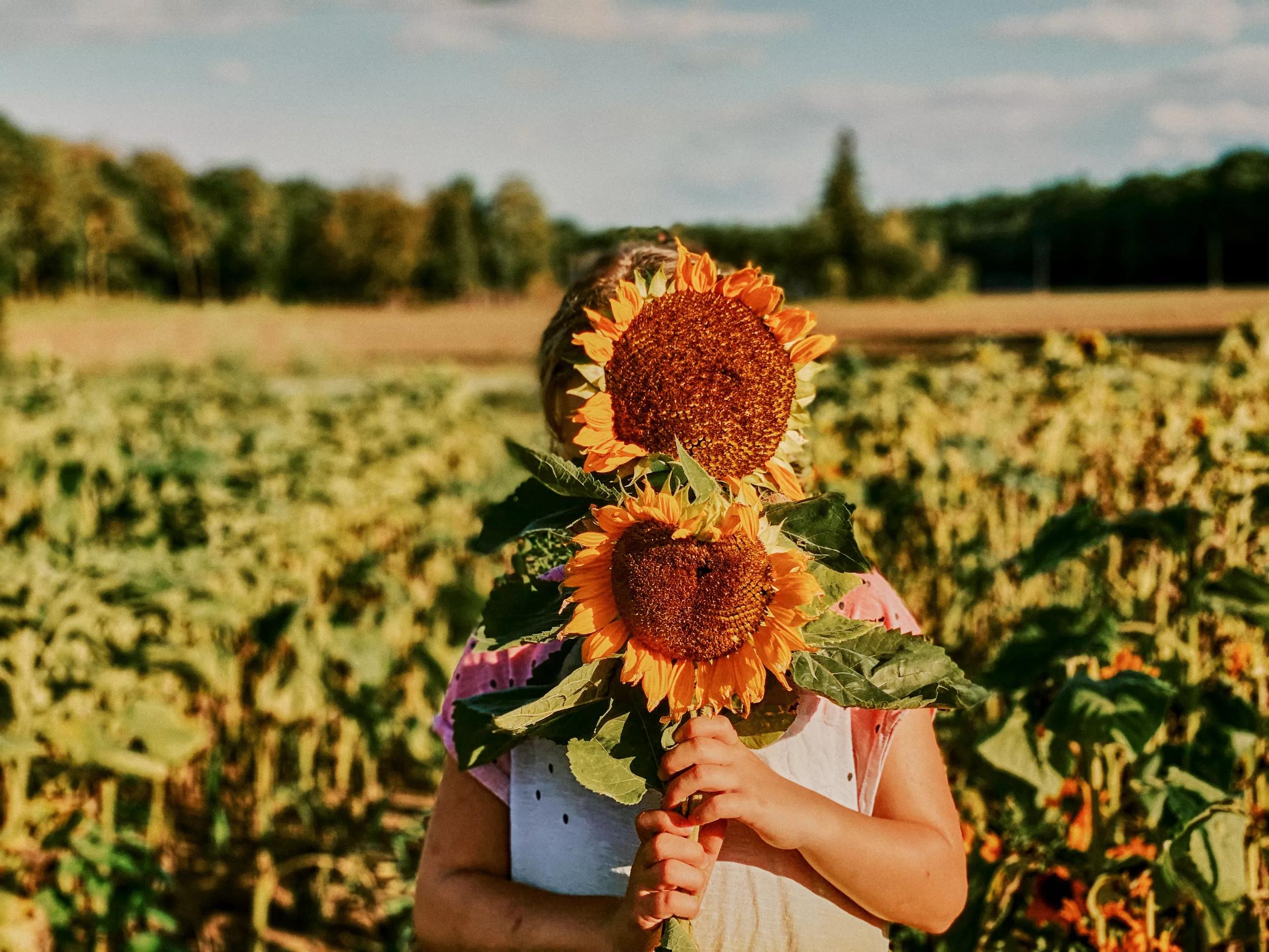 LOW ANGLE VIEW OF PERSON HOLDING DANDELION FLOWER